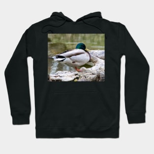 Mallard waking up Hoodie